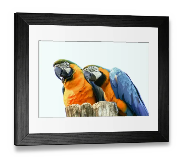 Framed Print : Two Gorgeous, Curious Blue-and-Gold Macaws Framed Print : Two Gorgeous, Curious Blue-and-Gold Macaws