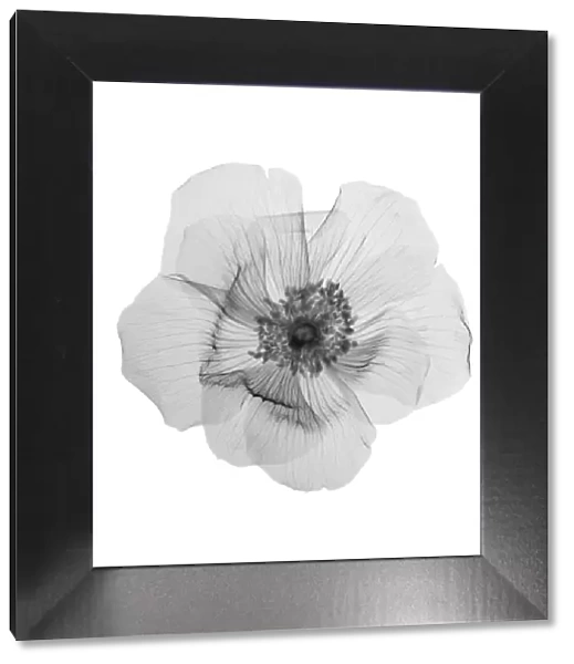 Flower in bloom, X-ray