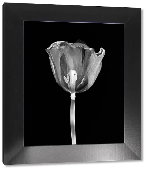 x-ray of a tulip
