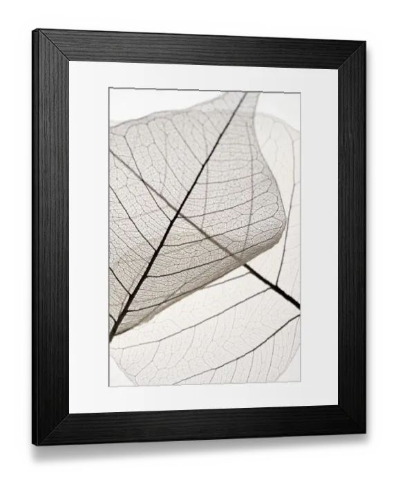 Framed Print : X-ray of leaves Framed Print : X-ray of leaves