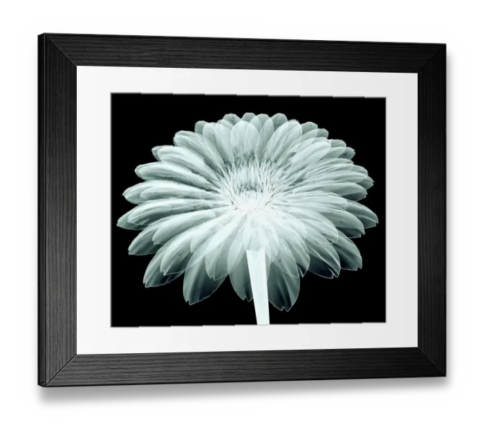 Framed Print : x-ray image of a flower isolated on black, the ge Framed Print : x-ray image of a flower isolated on black, the ge