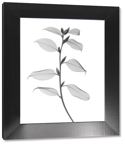 Silver tip tea leaves, X-ray
