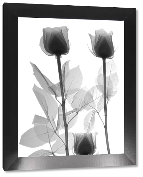 Four roses, X-ray