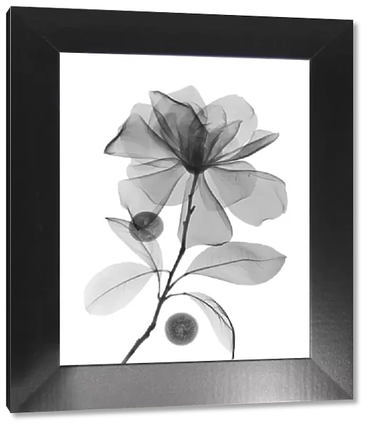 Magnolia flower and acai berries, X-ray