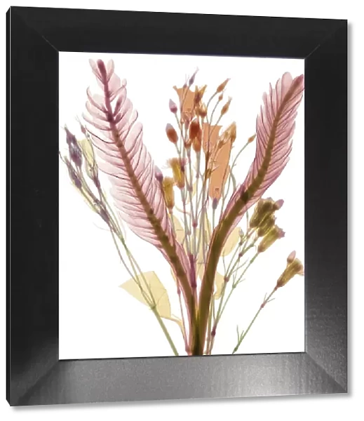 Long leaves and pastel flower buds, X-ray