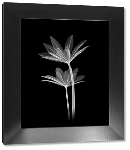 Lupin leaves, X-ray