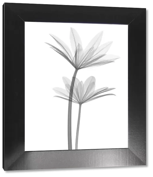 Lupin (Lupinus sp. ) leaves, X-ray