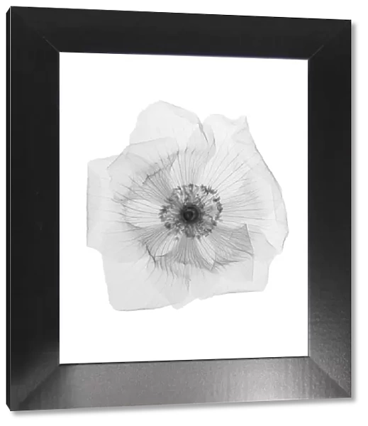 Anemone flower, X-ray