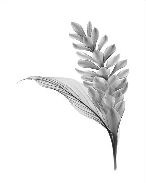 Red ginger flower and leaf, X-ray