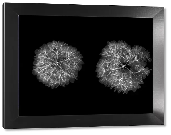 Hydrangea flowers, X-ray