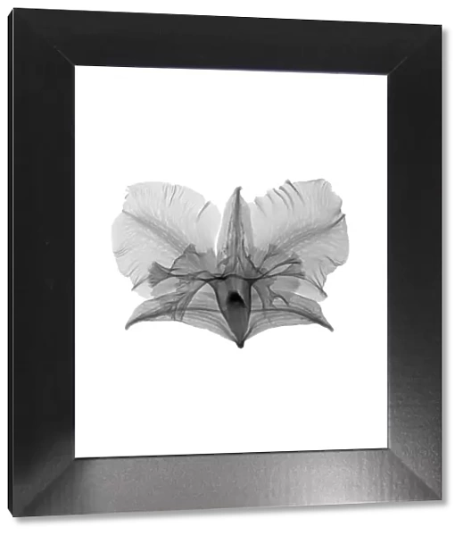 Dendrobium flower, X-ray