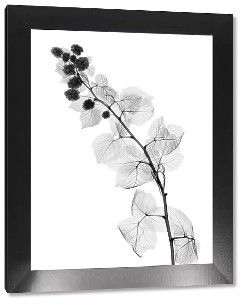 Blackberry plant, X-ray