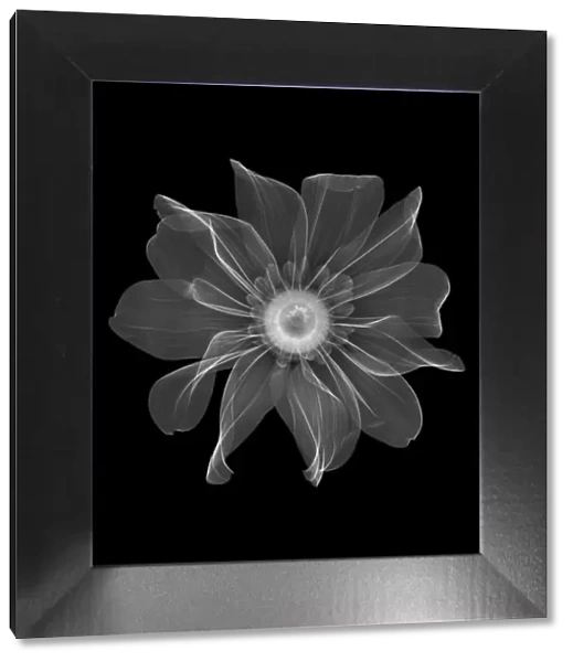Rudbeckia flower, X-ray