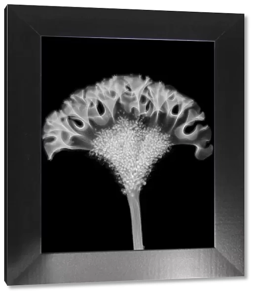 Cockscomb flower head (Celosia cristata), X-ray