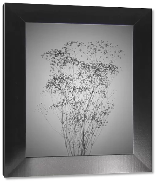 Gypsophila bouquet, X-ray