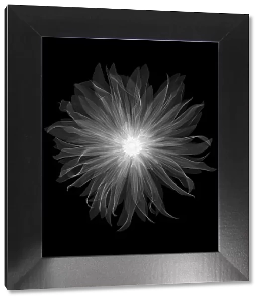 Dahlia Munchen Pablo flower, X-ray