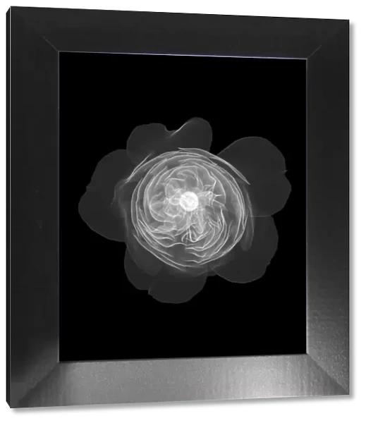 Old English rose, X-ray