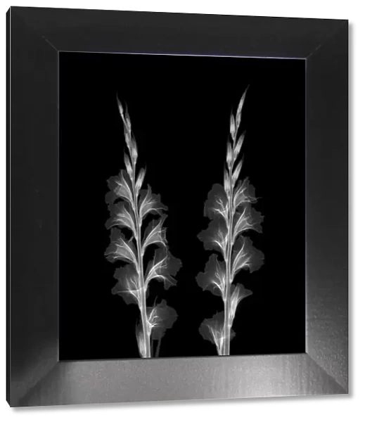 Gladioli stems, X-ray