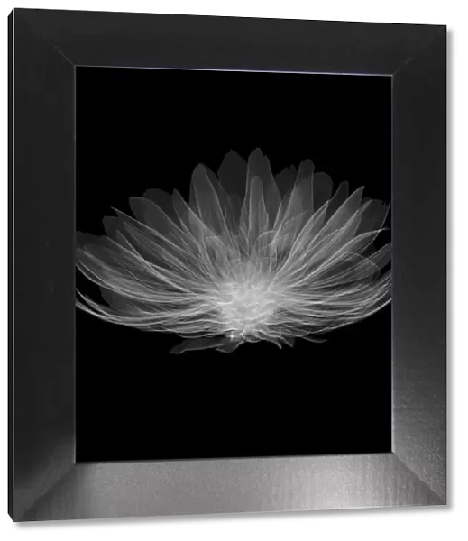 Dahlia Gallery Pablo flower, X-ray