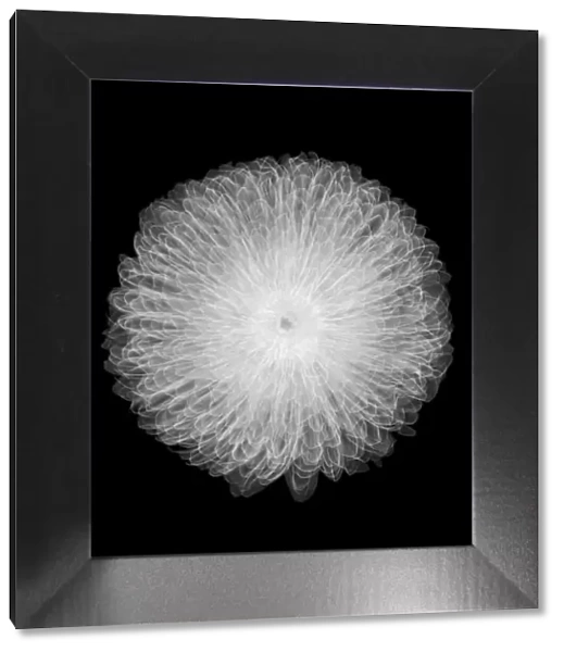 Chrysanthemum flower, X-ray