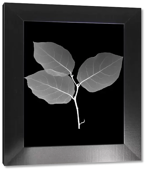 Viburnum leaves, X-ray
