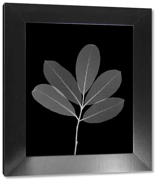 Laurel leaves, X-ray