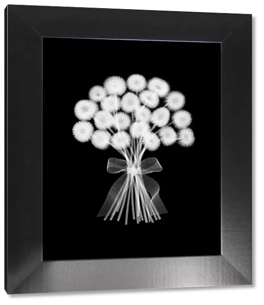 Bouquet of flowers, X-ray