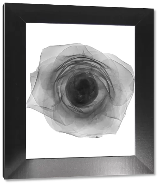 Rose flower head, X-ray