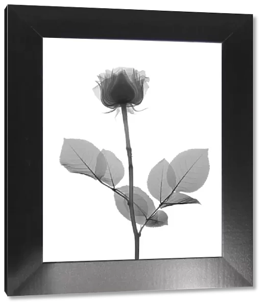 Rose stem with leaves, X-ray