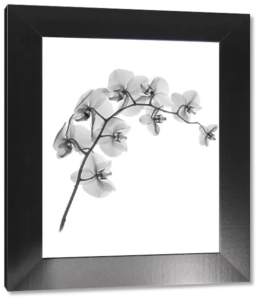Orchid (Phalaenopsis sp. ), X-ray