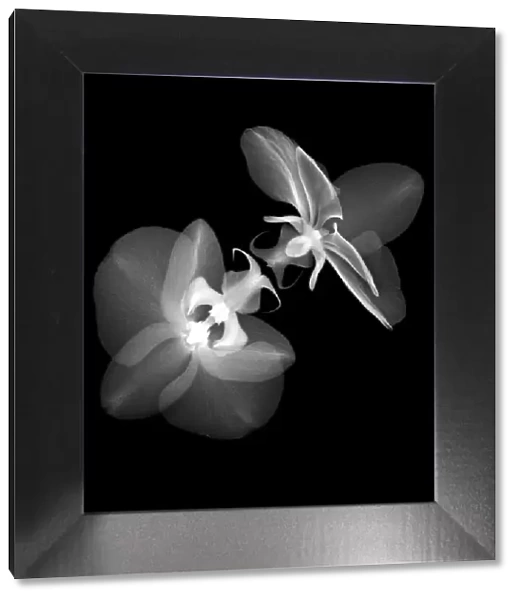 Orchids (Phalaenopsis sp. ), X-ray