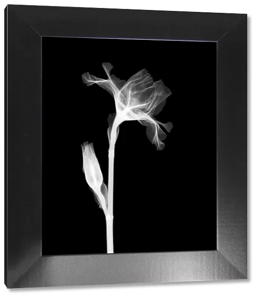 Bearded Iris Dutch Chocolate stem, X-ray