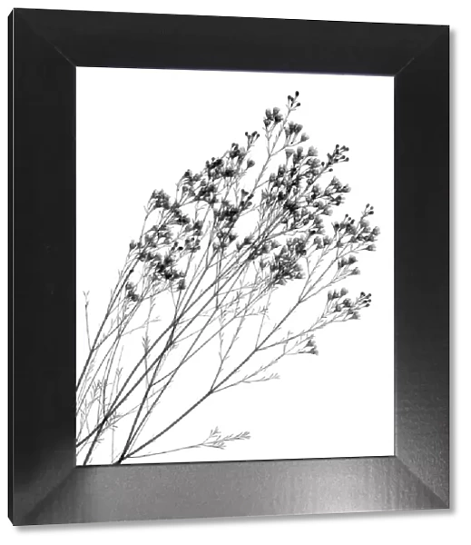Waxflower (Chamelaucium uncinatum), X-ray