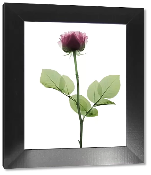 Pink rose (Rosa centifolia), X-ray