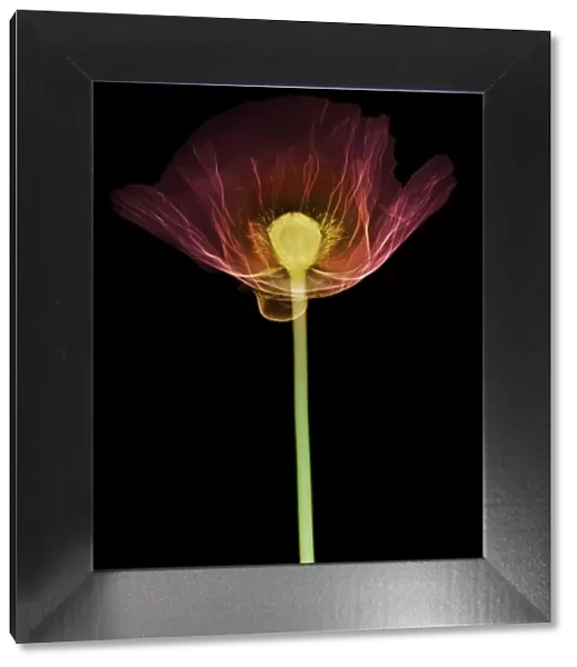 Poppy (Papaver orientalis), X-ray
