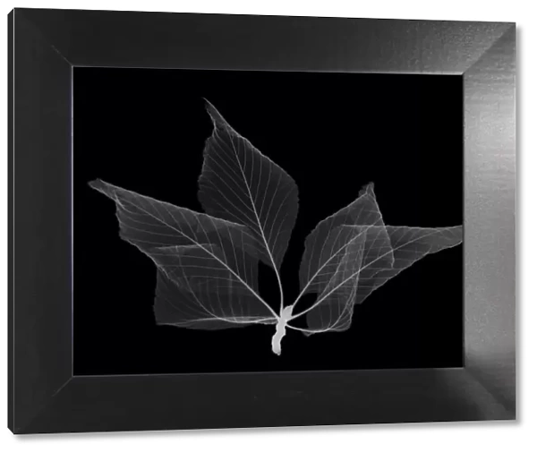 Horse chestnut leaves (Aesculus hippocastanum), X-ray