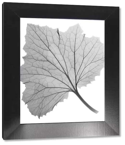 Ragwort leaf (Pericallis sp. ), X-ray