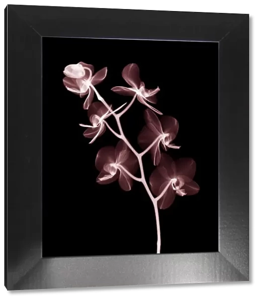 Moth orchid (Phalaenopsis orchidaceae), X-ray