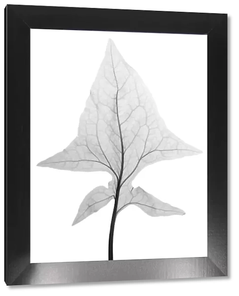 Spinach leaf, X-ray