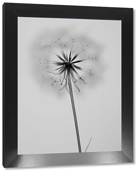Common dandelion (Taraxacum officinale), X-ray