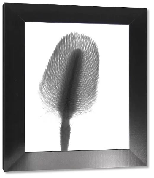 Pincushion plant (Leucospermum sp. ), X-ray