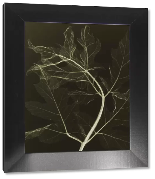 Plant leaf, X-ray