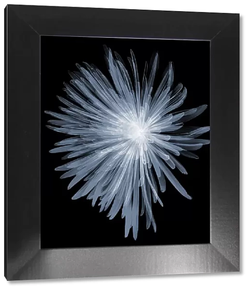 Chrysanthemum head, X-ray
