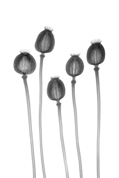 Poppy seed heads, X-ray
