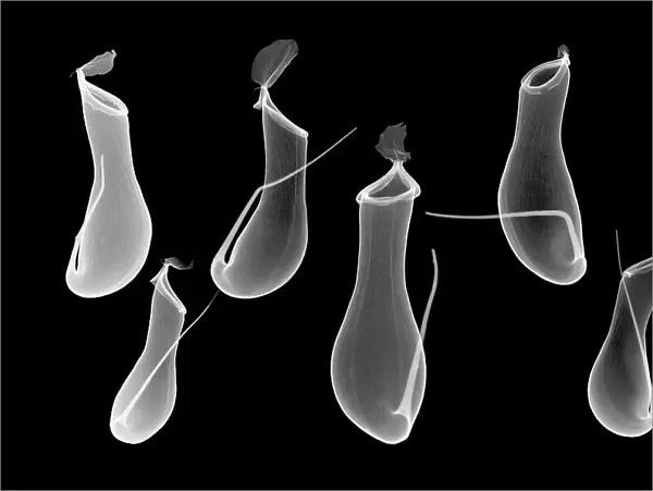 Six pitcher plant (Nepenthes coccinea) pitchers, X-ray