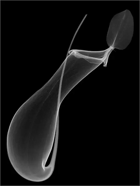 Pitcher plant (Nepenthes coccinea) pitcher, X-ray