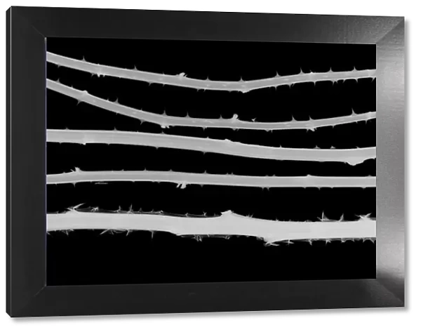 Five horizontal plant stems with thorns, X-ray