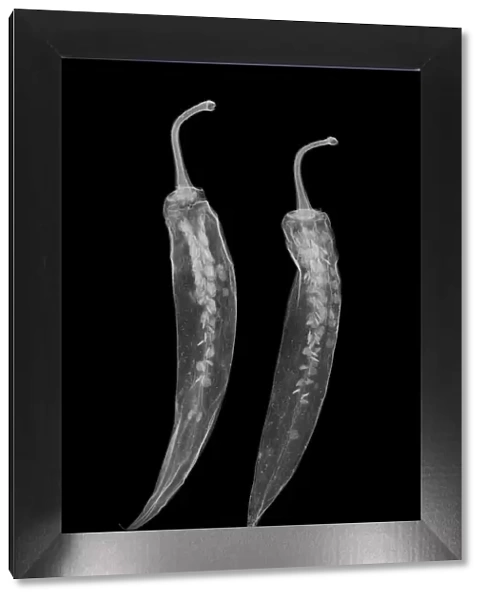Chilies (Capsicum annuum), X-ray