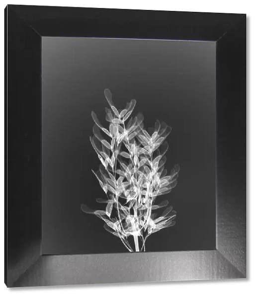 Sycamore (Acer pseudoplatanus), X-ray