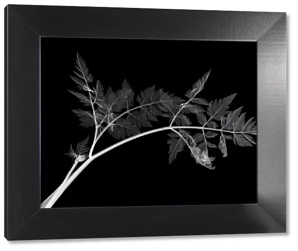 Cow parsley leaves (Anthriscus sylvestris), X-ray